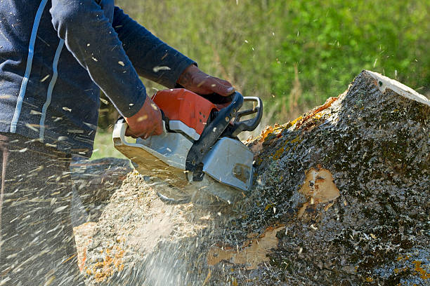 Reliable Wilmington, DE  Tree Services Solutions