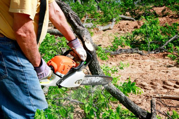 Why Choose Our Tree Removal Services in Wilmington, DE?